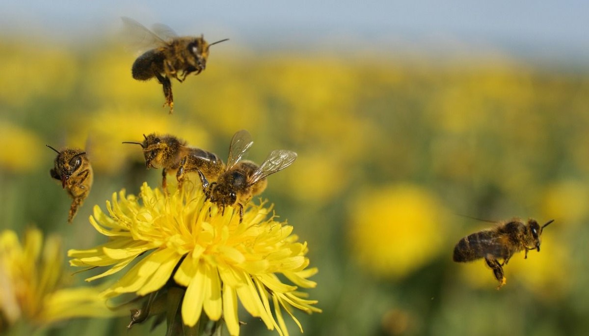 What is the cause of the death of drones after mating?Demystifying the