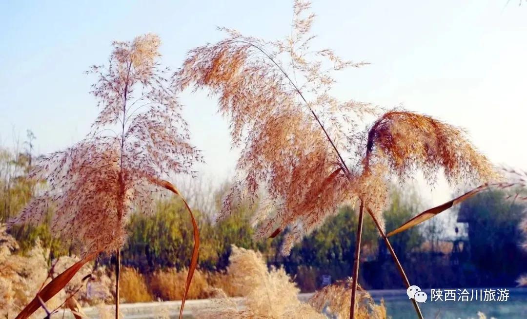 洽川濕地蘆花飛舞，沉醉了時(shí)光，驚艷了你