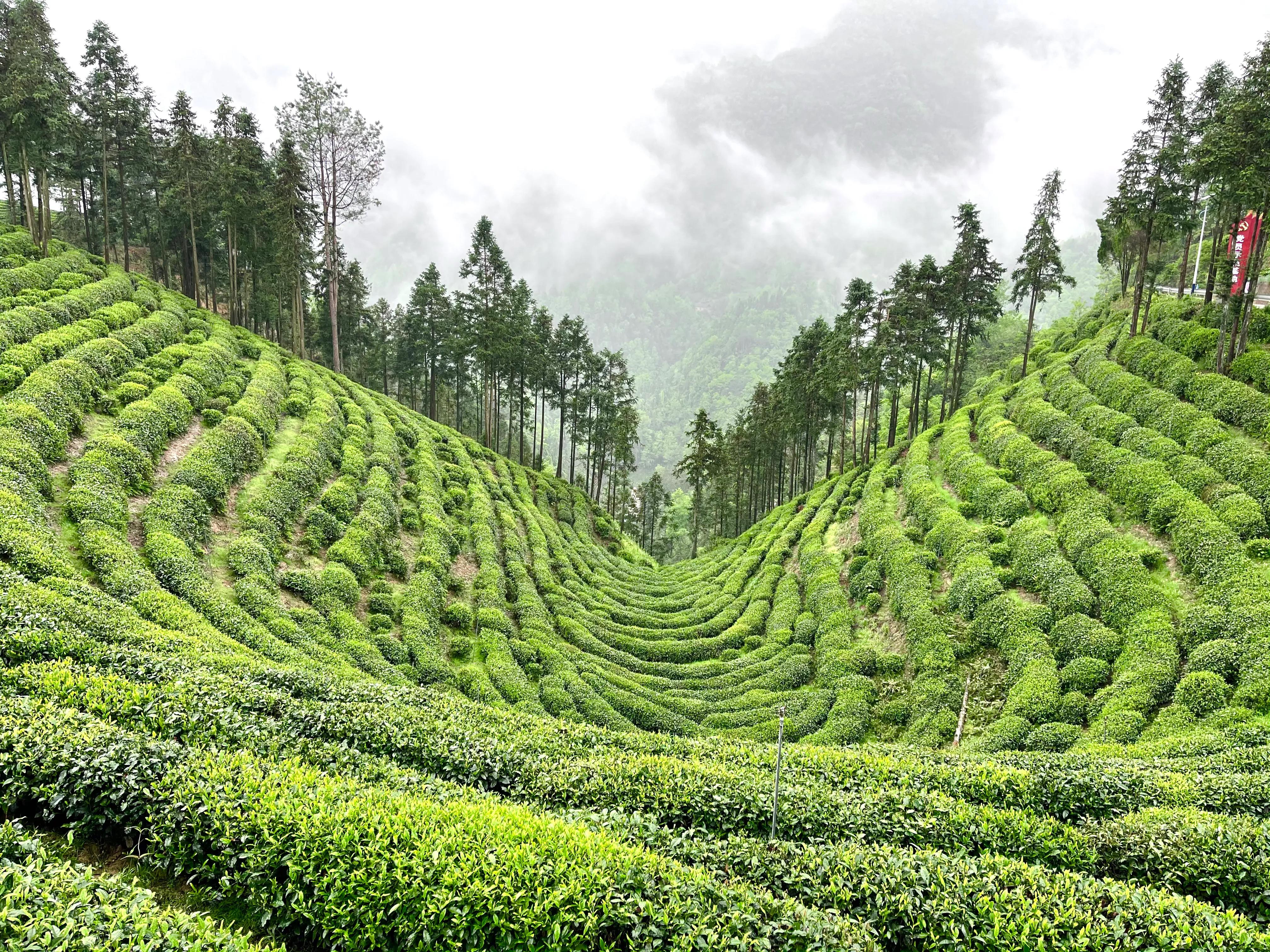 生態(tài)鎮(zhèn)巴，名茶之鄉(xiāng)，在鎮(zhèn)巴最美茶園采茶、品茗、觀(guān)云海