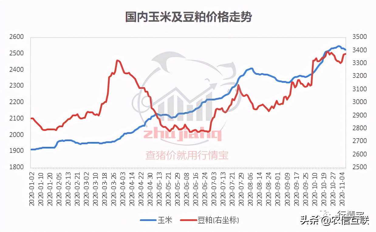 玉米暴涨1000元！11月饲料再涨价！正大、新希望等全部涨价