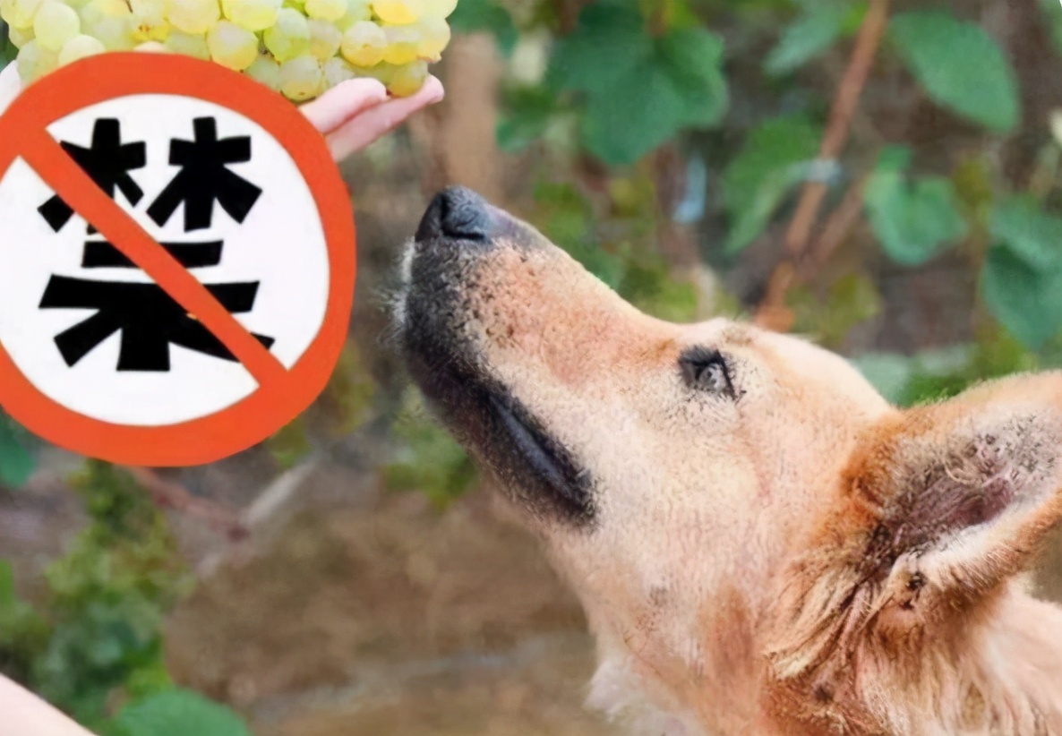 对狗狗来说，这6种水果可“致命”