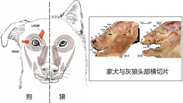 明明是“倆老表”，為什麽狗的眼睛看起來比狼要溫柔許多？