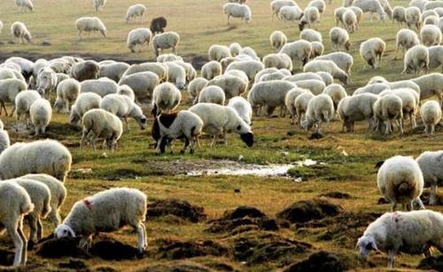 好哥们！蒙古赠送给中国三万只羊到了，将变成美味的羊肉送给湖北