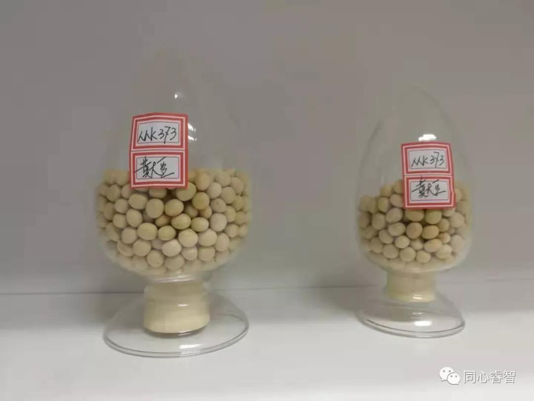 The difference between tofu brain and bean curd iNEWS