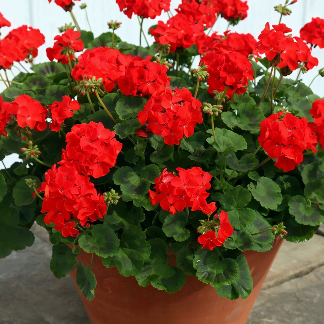 開(kāi)花的植物很美，長(zhǎng)期開(kāi)花就好了！這幾種花期都長(zhǎng)，你家養(yǎng)過(guò)嗎？