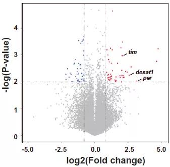 黃昏交配，群蚊亂舞，都是生物鍾在作祟？