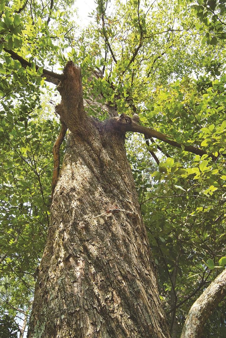 世界野生动植物日，来看看地球上仅剩一只（株）的动植物