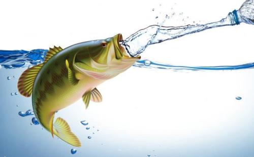 水和盐的“渗透压”：鱼类的渗透压功能与食盐防治鱼病的机理