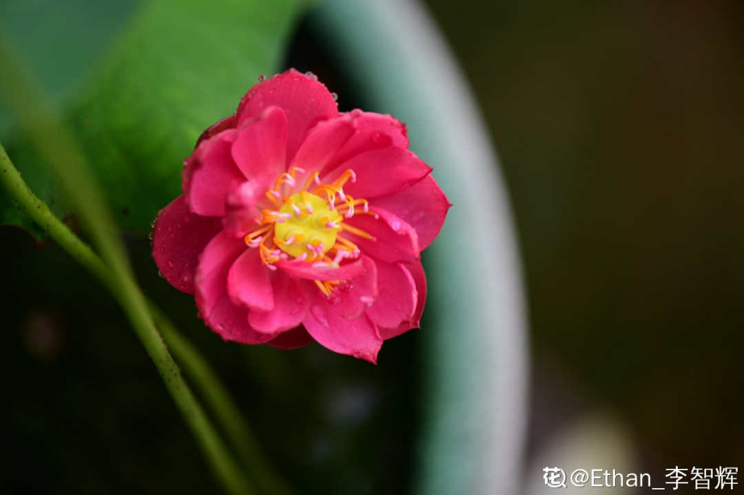 10種“臟臟”花，愛干凈的人別養，會招蟲子