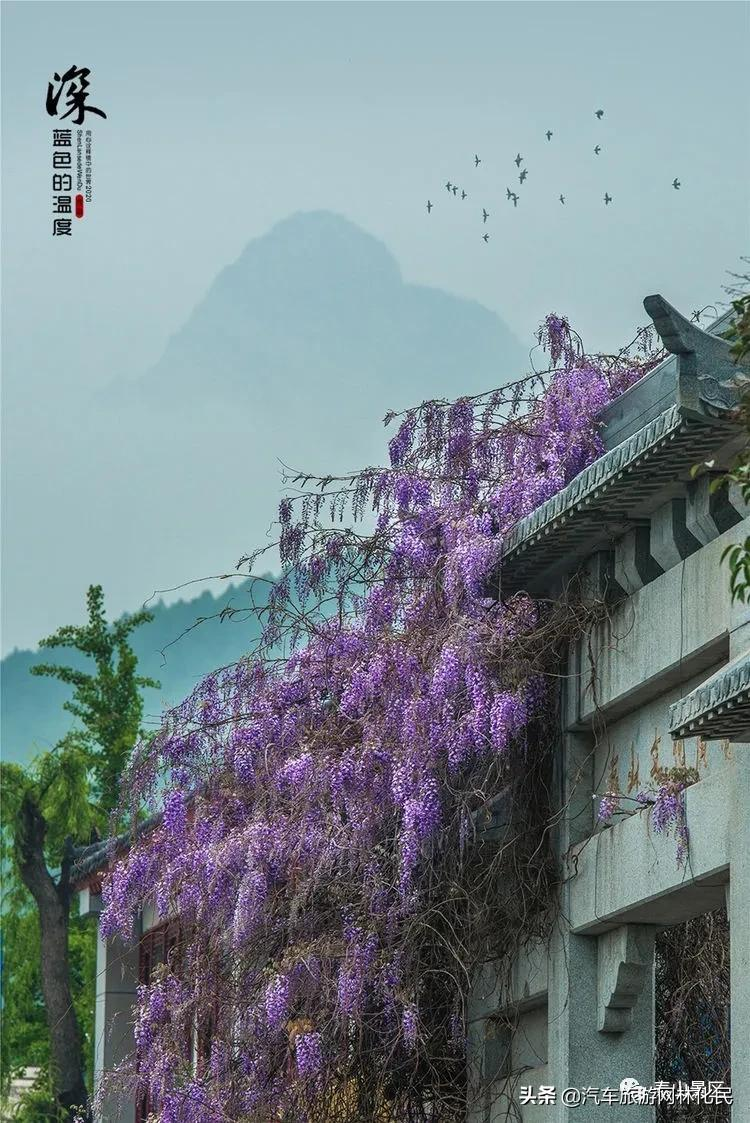「泰安」中华泰山（含上乘观光车）一日游