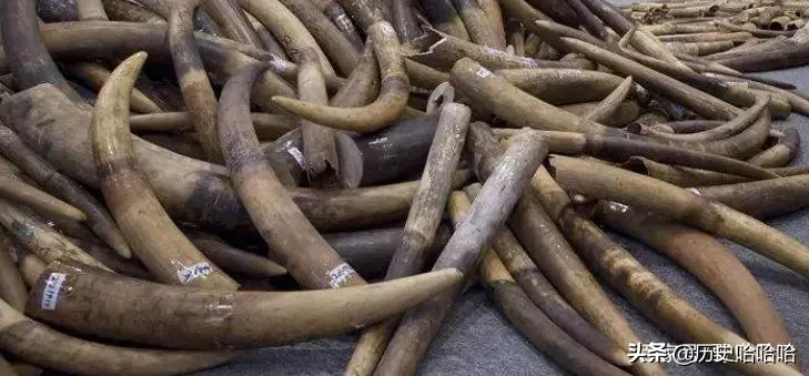古代贡品花样百出,一张罕见席子惊艳群臣,雍正:绝不可再制此物