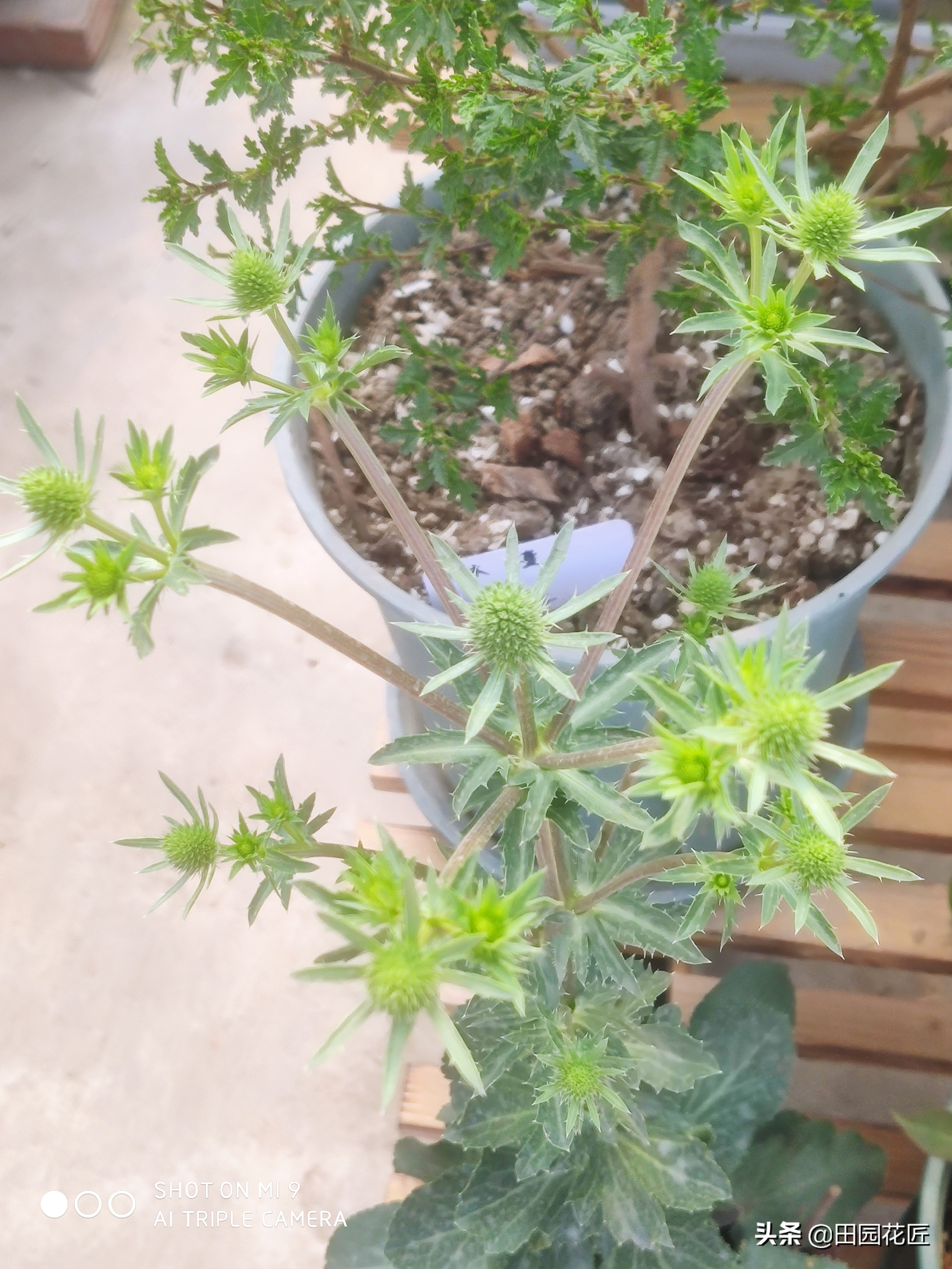 扁葉刺芹的花期快到了，當前管理上要注意，以免影響開花 - 資訊咖