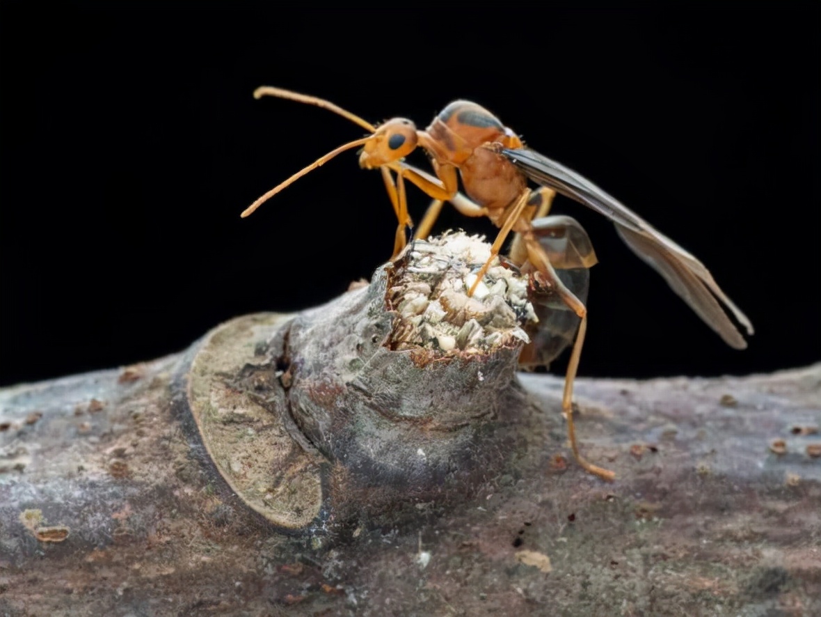 A coconut crab that can grow coconuts and climb trees. It looks very ugly  and acts like a black spider. - iNEWS, image size:1180x886