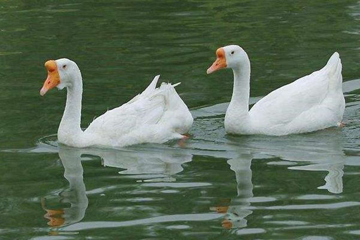 Why do snakes run away where there are geese, can goose dung really