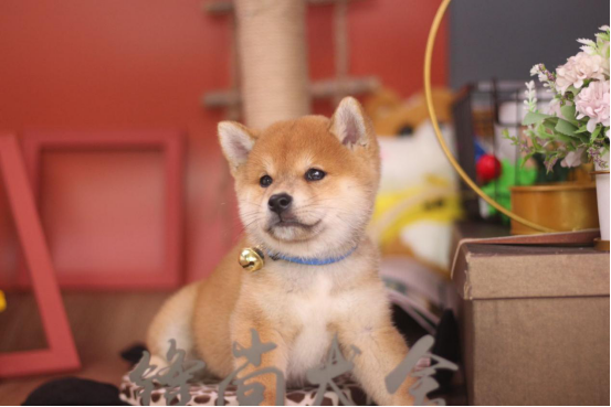 购柴攻略：如何挑选柴幼犬？柴犬和土狗有啥区别？7