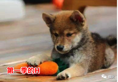 《向往的生活4》增加一只宠物！他们是怎样把狗鸭牛羊带出道的？