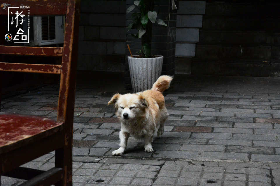 适合拍电影的重庆：和平路面庄，店内竟有韩国电影的风韵