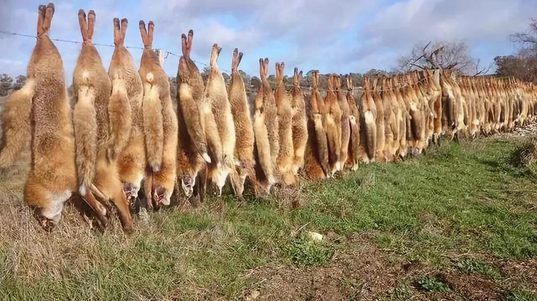 How terrible the species invasion is, fighting a hundred years of war ...