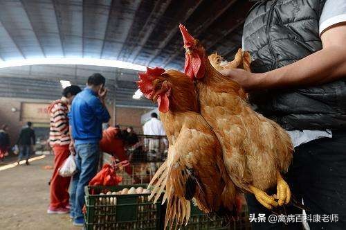 今年我国普遍养殖户的鸡卖不出去！为何国家还