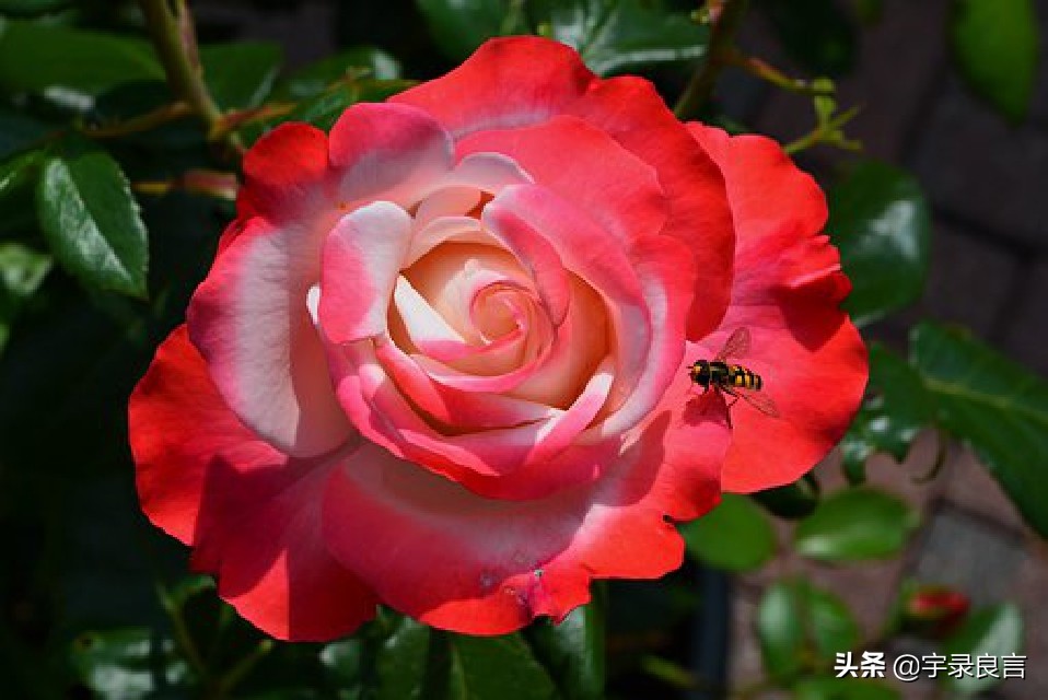 充满阳光的句子 简短适合发朋友圈唯美暖句图片