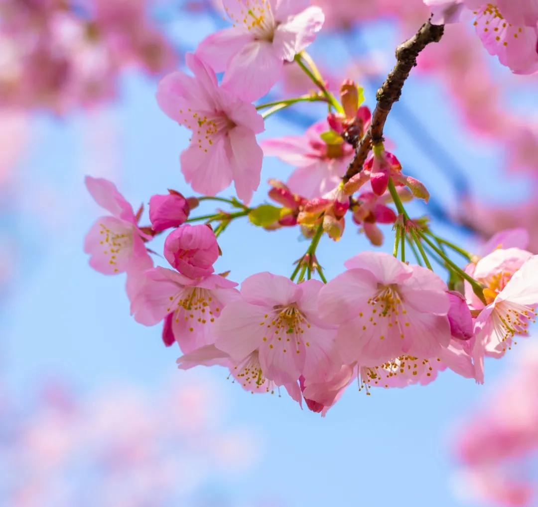 新年出游就是要你嗨！你的春游秘籍请查收