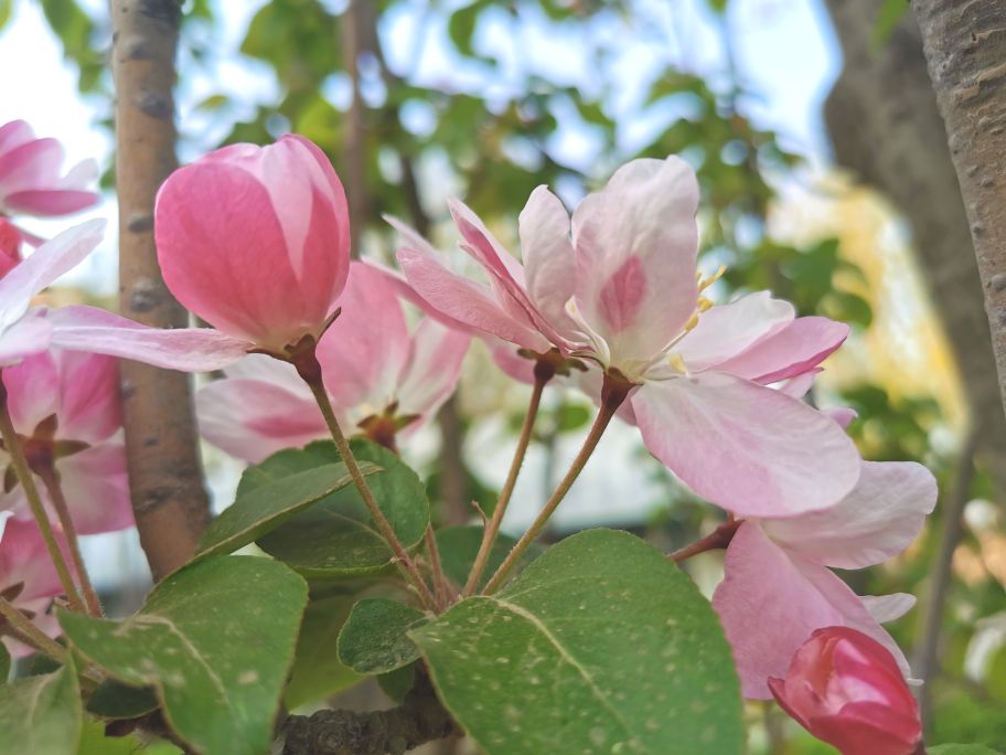 花中妃子海棠花 花型好看 艳丽如霞 云之歌5058 Mdeditor