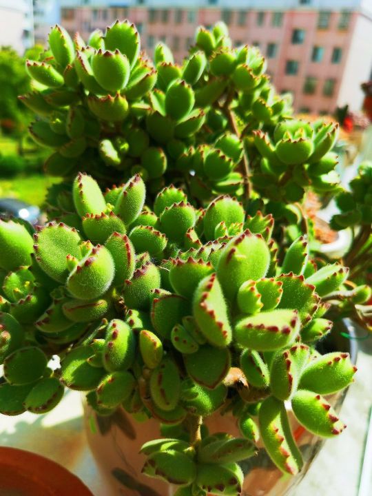 冬季熊童子變瘦 4月份做好4點後 小熊掌 胖胖的 容姐花語 Mdeditor