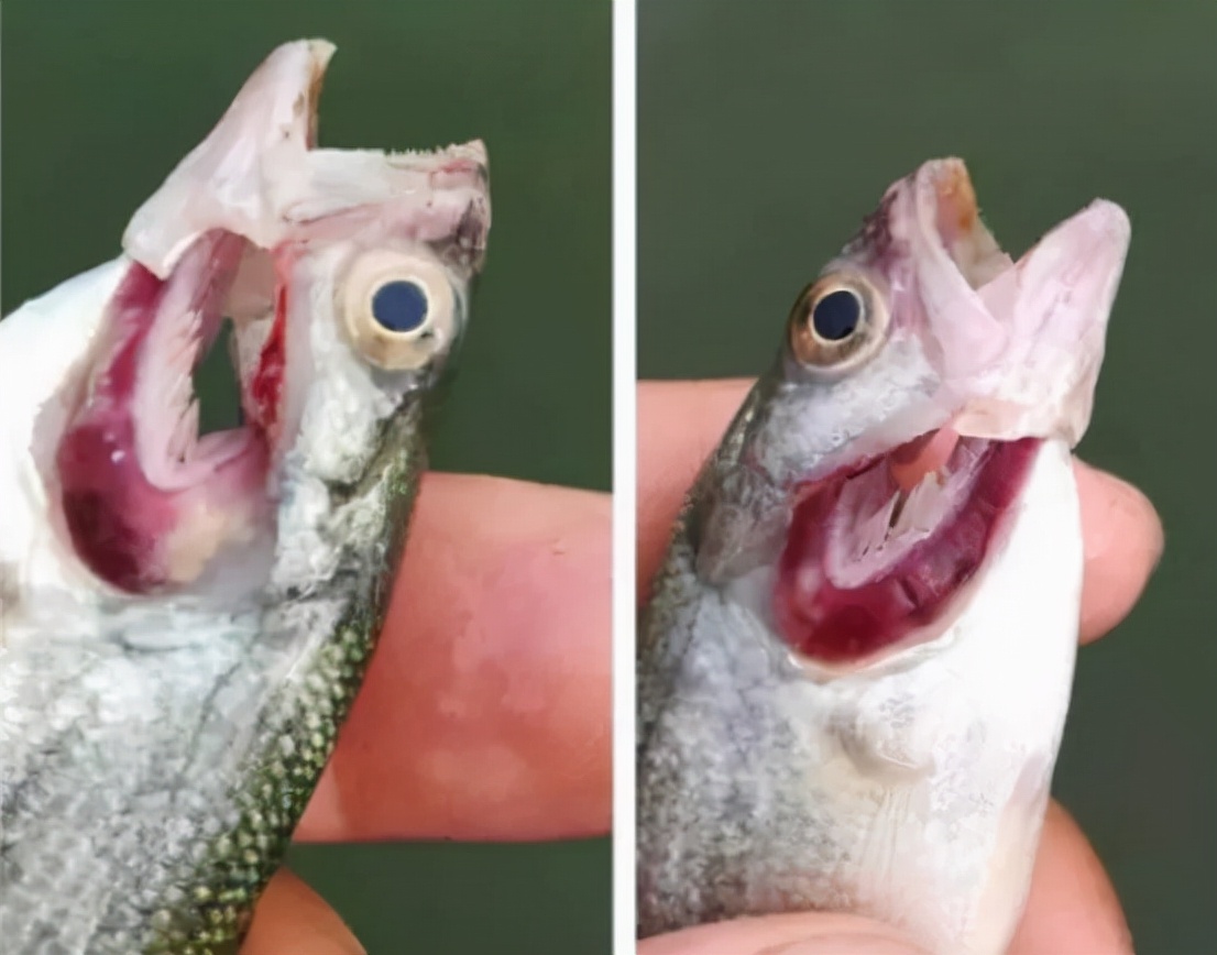 急急急!加州鲈烂身烂腮,每天死上百斤鱼该怎么办?