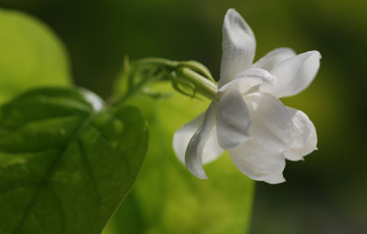 Raise jasmine in dog days, learn 2 pruning methods, you can make