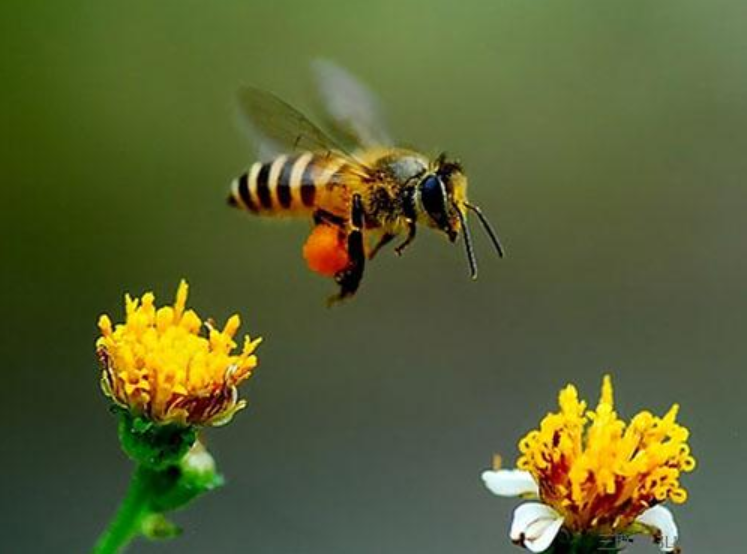 张金虎 | 蜜蜂