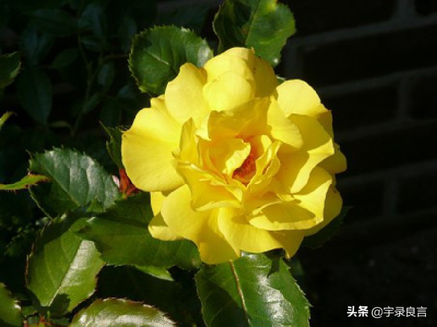 一段很现实的话适合发朋友圈|抖音文案图片