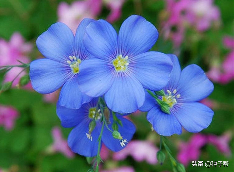 蓝花亚麻的种植方法图片