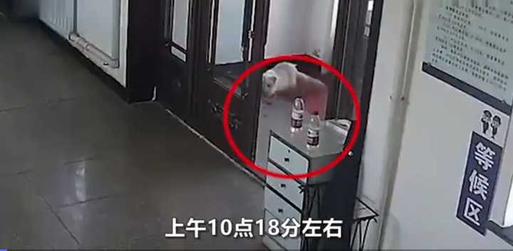 不愧是“狐貍精”，知道“有困難找警察”！東北銀狐進派出所求助