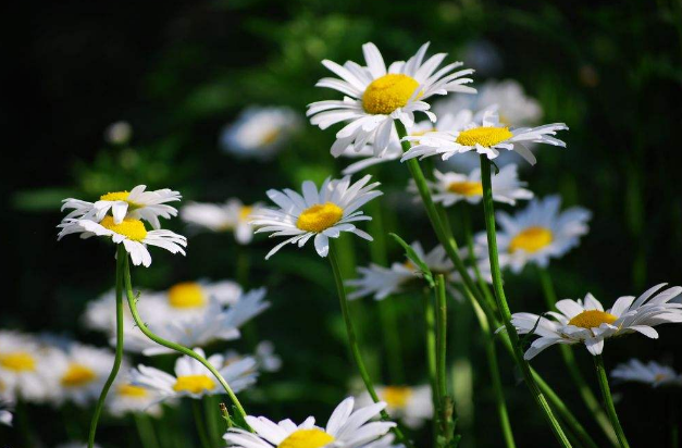 「诗词鉴赏」野花无主为谁芳，古诗词里的野菊，寂寞开，别样美