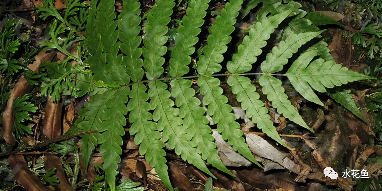 魚類常見(jiàn)寄生蟲病：使用中草藥和常見(jiàn)植物的殺蟲方法