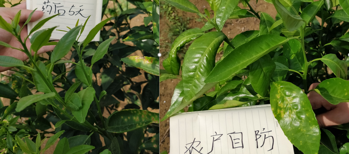 细菌性病害频发无好药？试试大蒜素，预防治疗兼备还具有附加功能