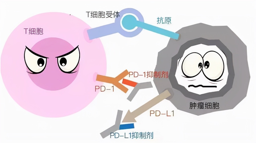 国产PD-1有多内卷，恒瑞医药（600276）的创新药之路还走得通吗？