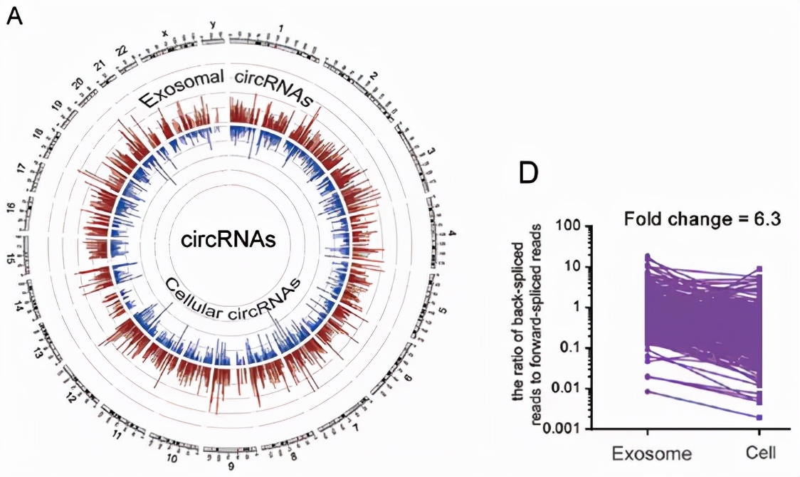 什么是环状RNA(circRNA)+查找circRNA序列步骤