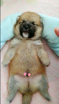 搞笑gif神评：听说男生都好羡慕这样的职业