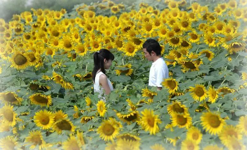 日本最催淚的10部電影，全都感人至深，讓人哭到不行