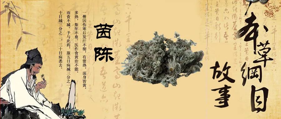 《本草纲目》故事：茵陈利湿退黄