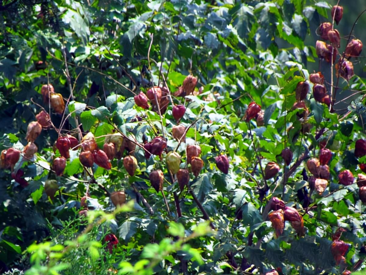 山东旅游：沂蒙山天上王城探秘（图）
