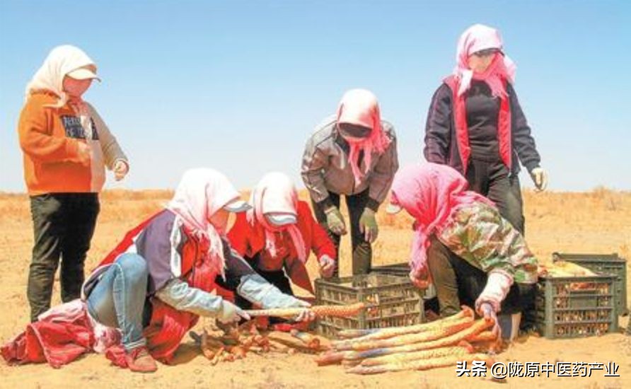 【中医药扶贫】甘肃省民勤县：中药材丰收，药农收获忙