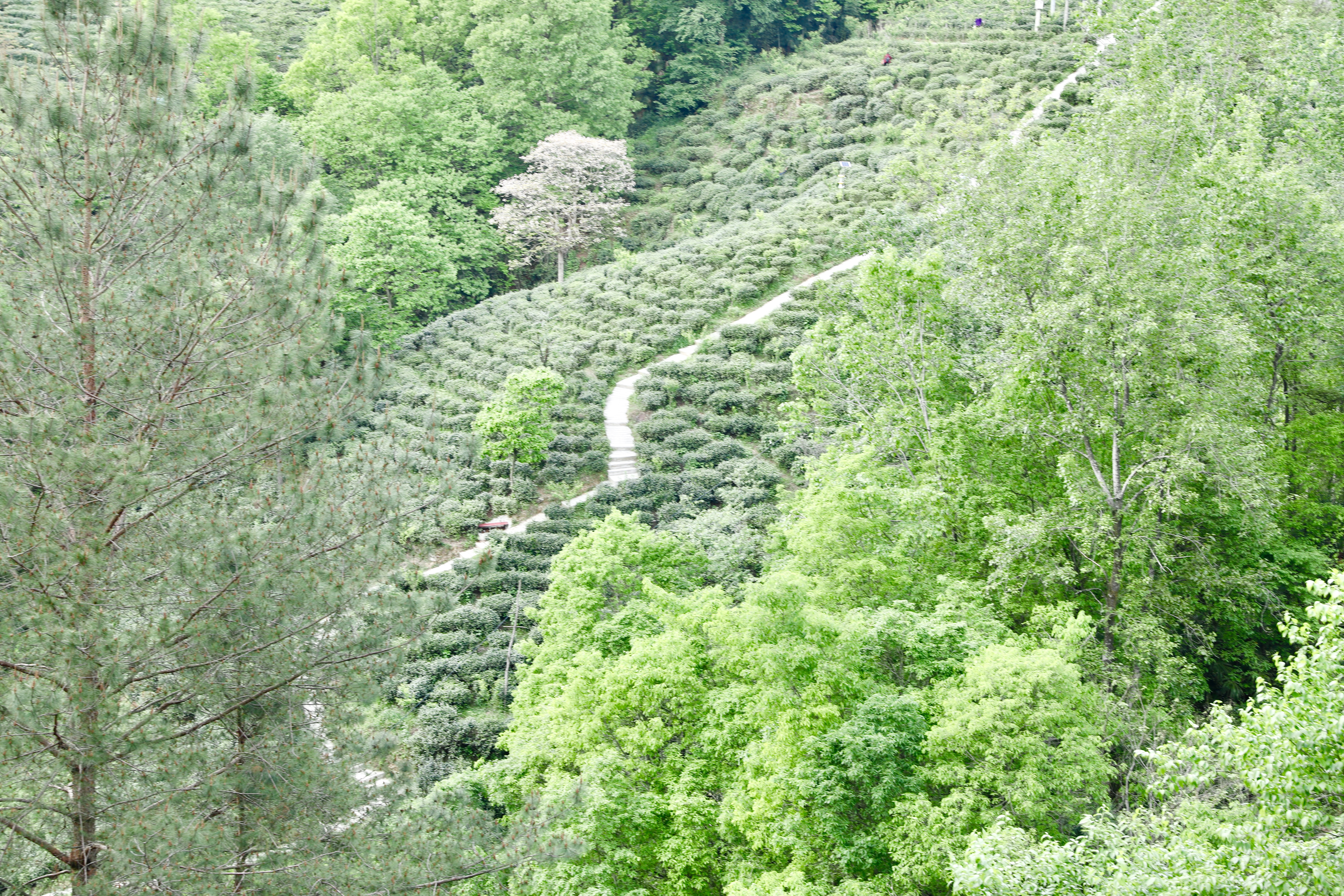 生態(tài)鎮(zhèn)巴，名茶之鄉(xiāng)，在鎮(zhèn)巴最美茶園采茶、品茗、觀(guān)云海