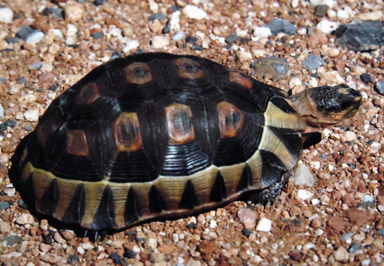 尼日尔香龟图片
