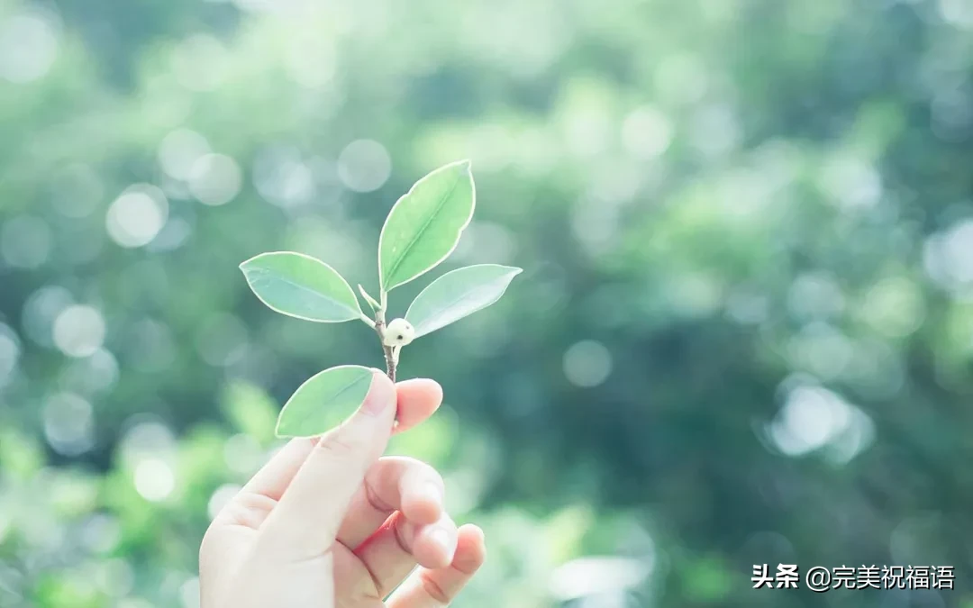 向日葵经历了风雨，站在阳光下更显灿烂；人生尝尽了百味方觉甜美