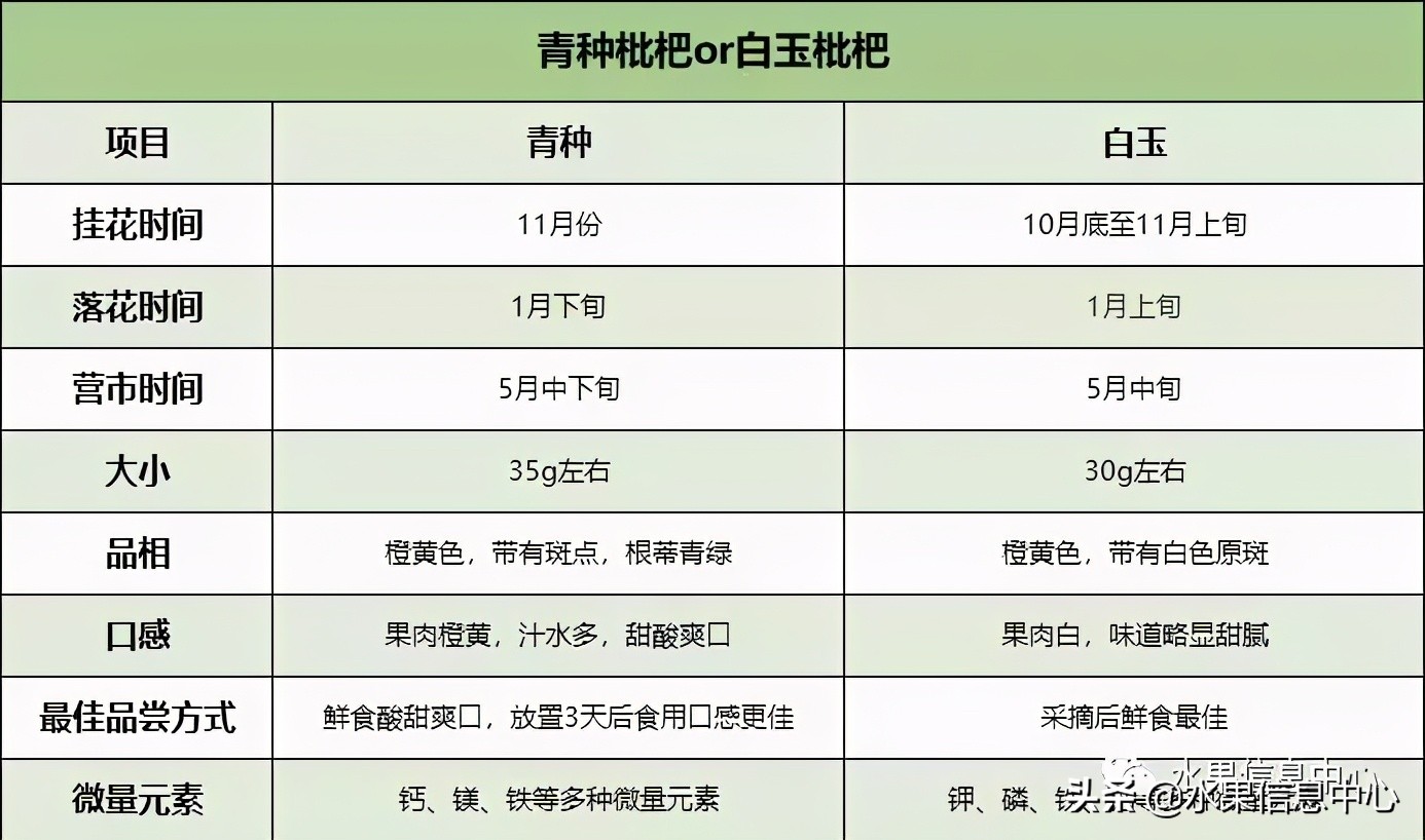 中国到底哪里的枇杷最好吃？