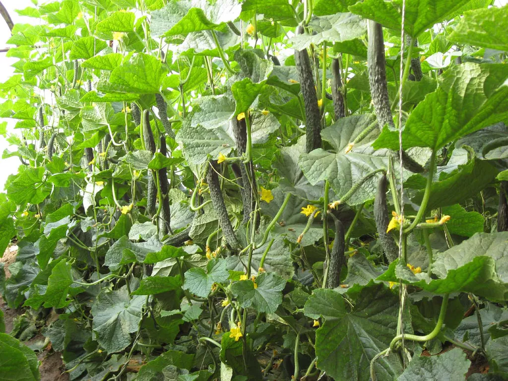 种植圈 大棚黄瓜浇水讲究真不少!