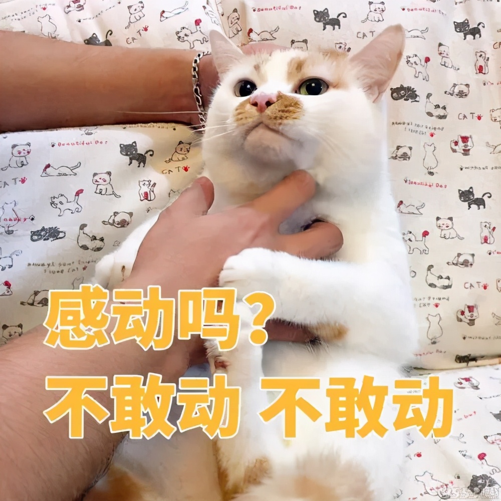 大河报汽车网