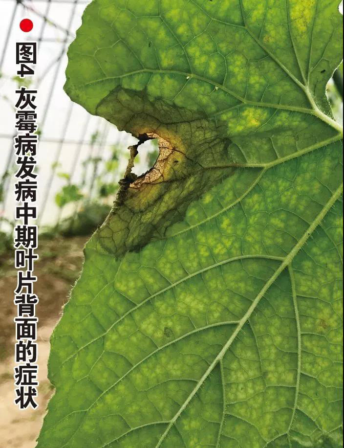 这4种病害将“大面积爆发”！严重时至少减产